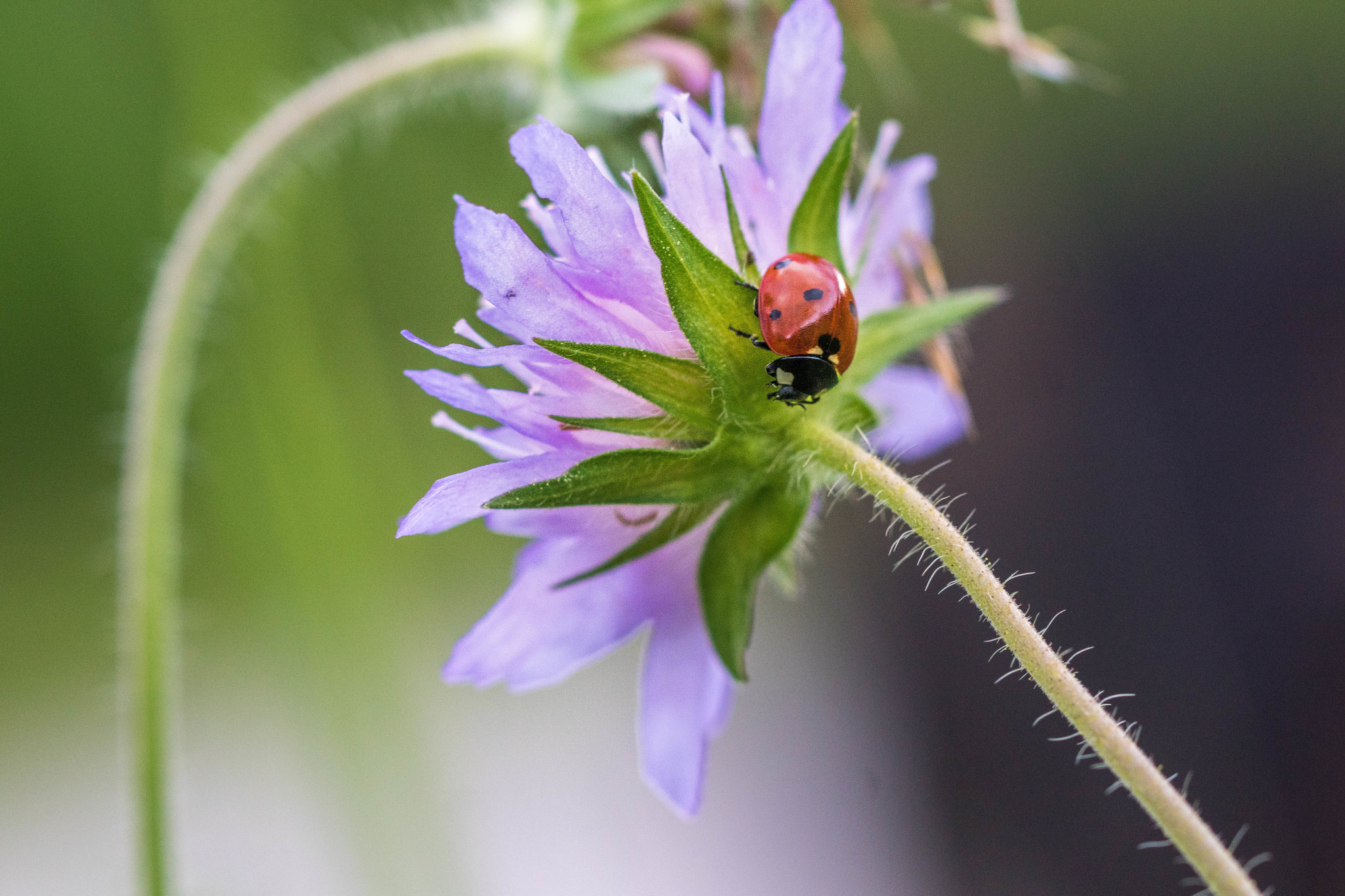 Das Größte Glück Steckt In Den Kleinsten Dingen Des Lebens Das größte Glück steckt in den kleinsten Dingen des Lebens...... - Liezen