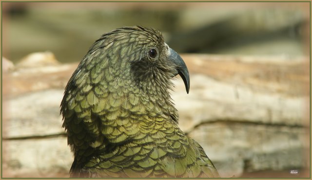 Keas sind in jeder Hinsicht ungewöhnliche Papageien: Sie sind Gebirgsvögel, lieben Kälte und Schnee, graben nach Wurzeln und Knollen, halten sich bevorzugt am Boden auf und stellen mitunter Säugetieren nach. Sie sind die Nutznießer der touristischen Erschließung der Neuseeländischen Gebirge, denn sie durchstöbern Abfälle oder plündern so manchen Picknickkorb. Fast könnte man sie als "neuseeländische Alpendohlen" bezeichnen.