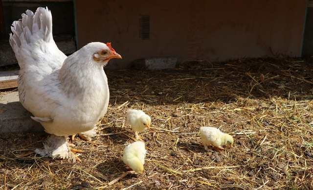 immer schön bei Mama bleiben