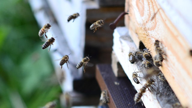 Ich habe versucht, den Bienenflug so gut wie möglich festzuhalten; besser ist es mir leider nicht gelungen! :-(