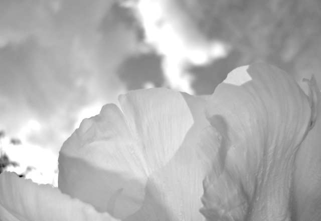 heavenly | Foto: © by bettina seier
