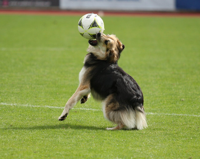 Beim Schülerliga-Finale in Imst zeigte auch dieser Vierbeiner unaufgefordert sein herausragendes technisches Können mit dem Ball. | Foto: Peter Leitner