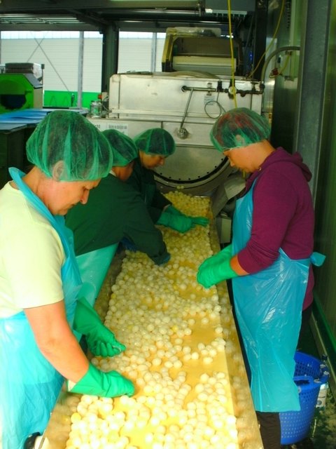 Im Juni startet die Produktion mit den Zwiebeln | Foto: KK/Zimmermann