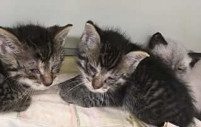 Diese drei Babykatzen wurden mitten im Wald ausgesetzt und werden nun von "Wir fürs Tier Oberwart" betreut. | Foto: Wir fürs Tier