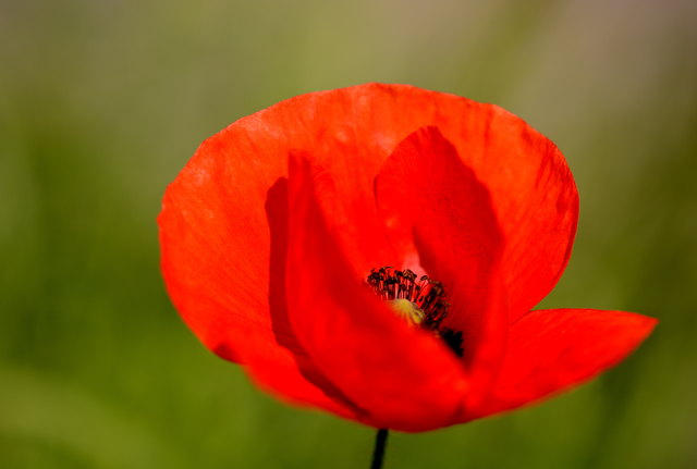 Mohnblume: Farbtupfer im Getreidefeld.
