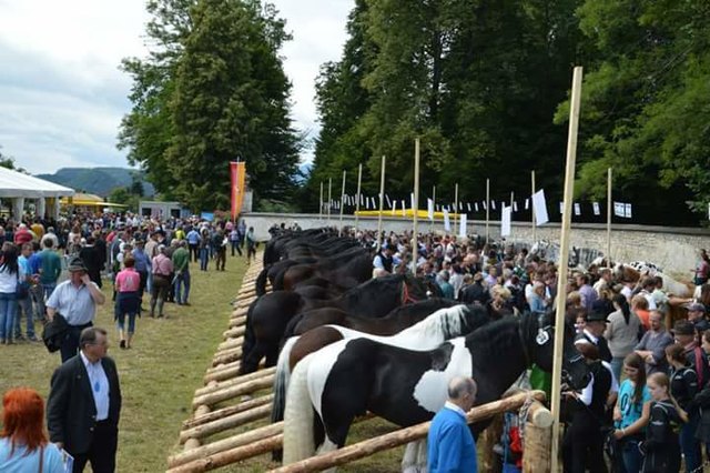 Das Fest beginnt mit einer Pferdeschau des Vereines | Foto: KK/K21