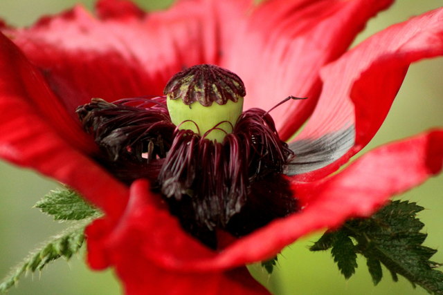 Roter Mohn ... so schön