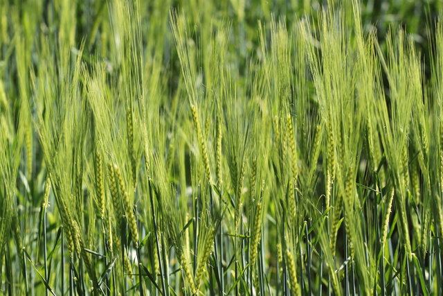 Korn Thema auf meinbezirk.at