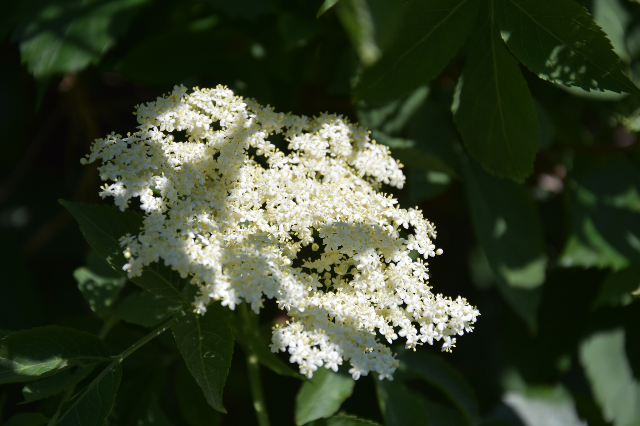 die Holunderblüte und ihre Wirkung - Horn