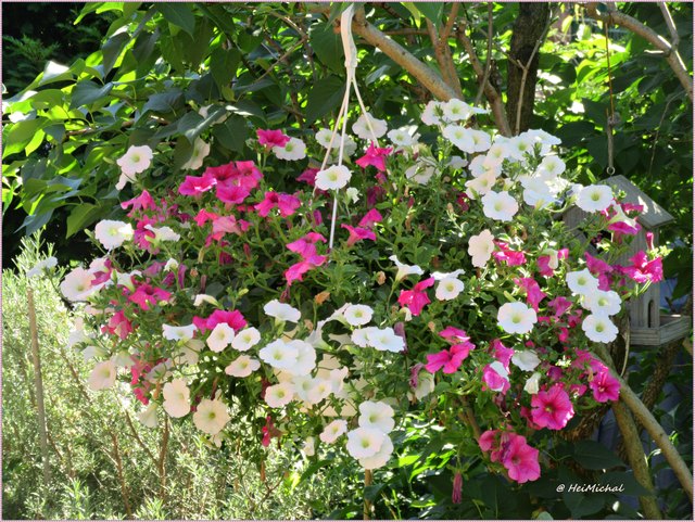 Surfine bei uns im Garten
