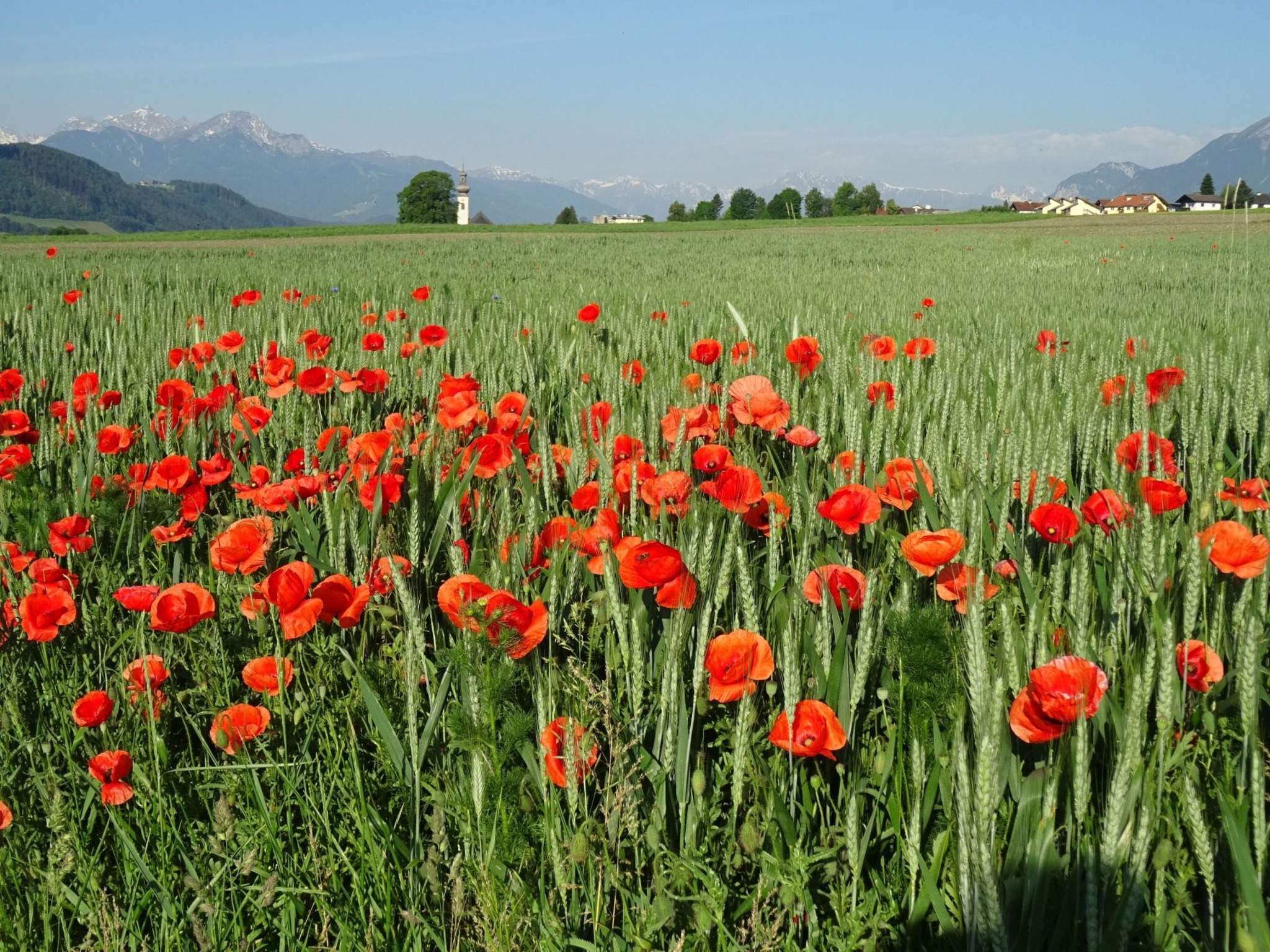 Rot blüht der Mohn - Hall-Rum