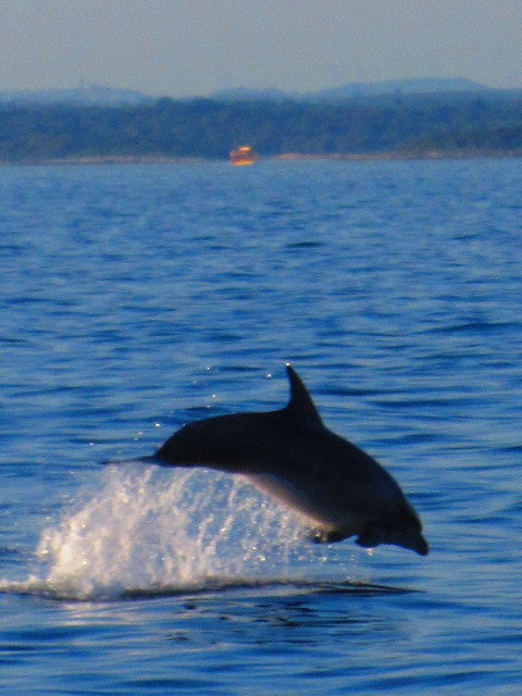 Bootsausflug zu den Delphinen