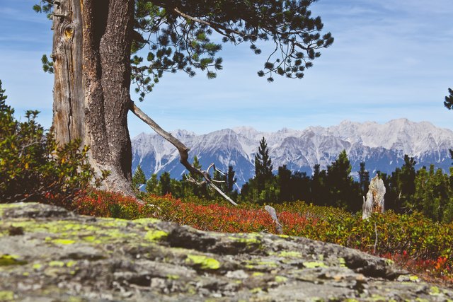 Ob zur Almrosenblüte im Frühsommer oder wenn sich im Herbst die Bäume verfärben - der Zirbenweg hoch über Innsbruck lädt zu einmaligen Naturerlebnissen. | Foto: Innsbruck Tourismus