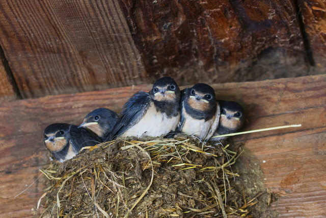 Fressen kiloweise Insekten: Die Rauchschwalben | Foto: Foto: Josef Spreitzer