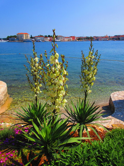 Palmen blühen in Porec, Blick auf die Altstadt.