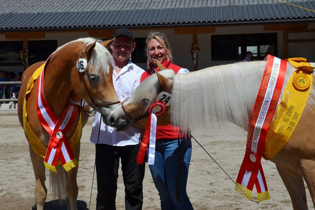Am Ebbser Fohlenhof fand die 14. Bundesjungstutenschau der ARGE Haflinger statt. | Foto: Nutz