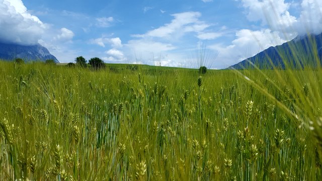 ...am Mieminger Plateau