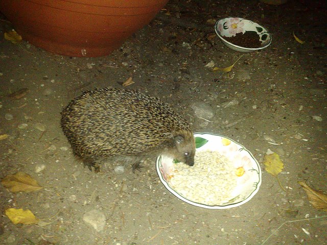 Igel Isidor lässt sich die Erdnüsse schmecken, da stört ihn nicht mal das ich fotografiere. :-))