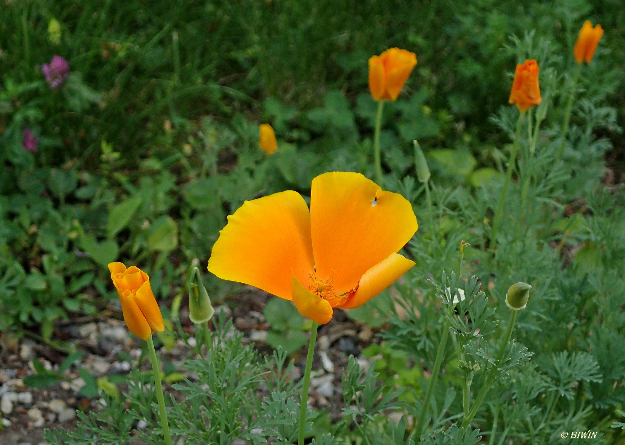 Kalifornischer Goldmohn - Krems
