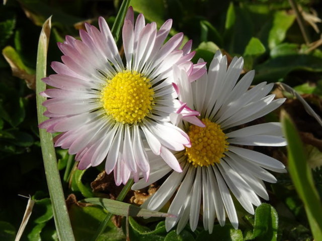 Ich vertraue wieder auf eure Hilfe und habe eine Frage? Ich hätte gerne im November, Dezember kleine frische Blumenstöckerl. Am liebsten Gänseblümchen oder Vergissmeinnicht.ODER ???? was anderes Kleines. Wie stelle ich das an? Und geht das überhaupt. Teilt mir auch kleine Chancen mit. Gänseblümchen zum "ausstechen" hätte ich genug.