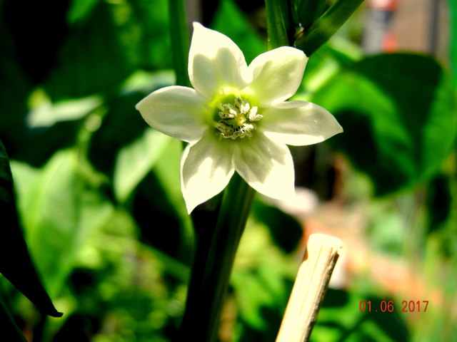 Das wir ein grüner Paprika. LG Renate