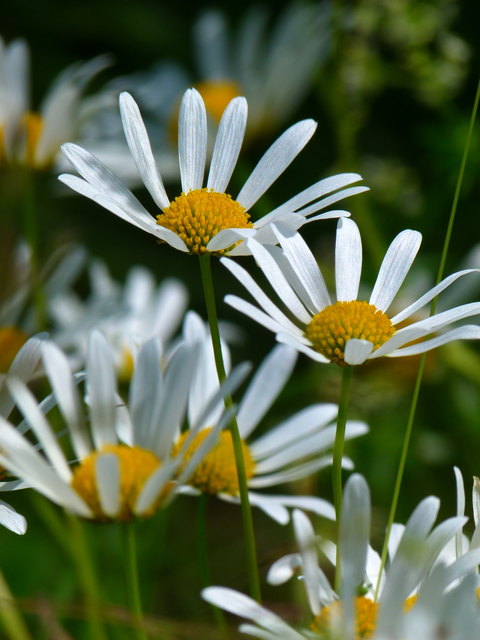 Margariten Thema auf meinbezirk.at