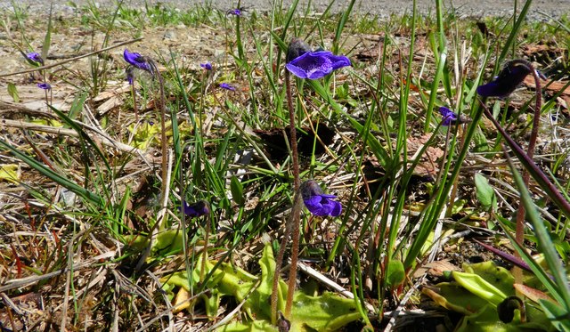 Blumensamen – Vergissmeinnicht Der Blauen Alpen Von Batlle, Für Beete, Töpfe & Steingärten