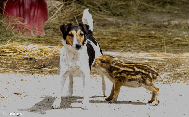 Foto: Evelyn Resch