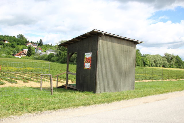 Erdbeeren Hehenberger in Niederthan