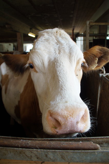Sie darf 200 Tage im Jahr raus auf die Weide