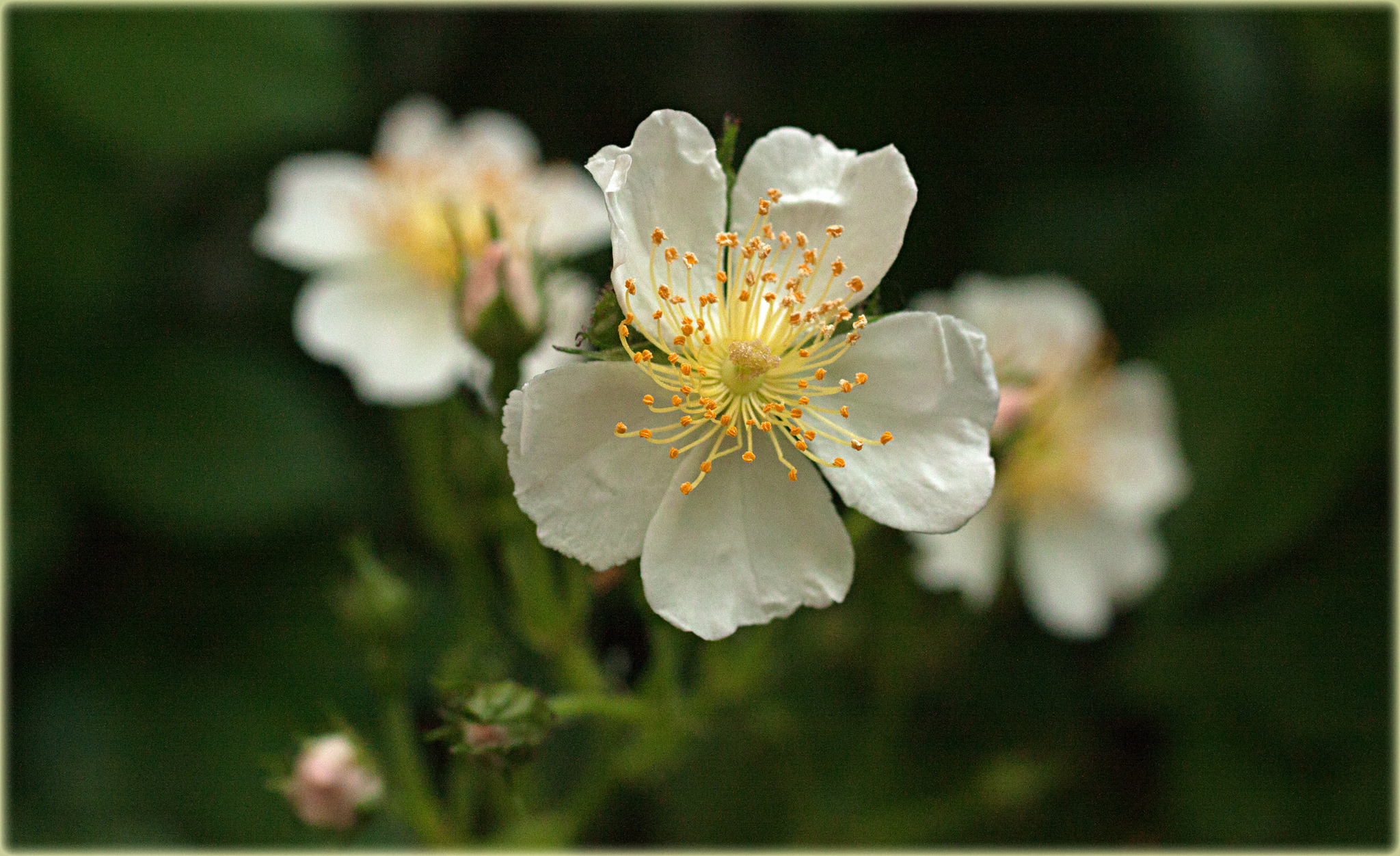 Erste Röschen im Garten - Flachgau