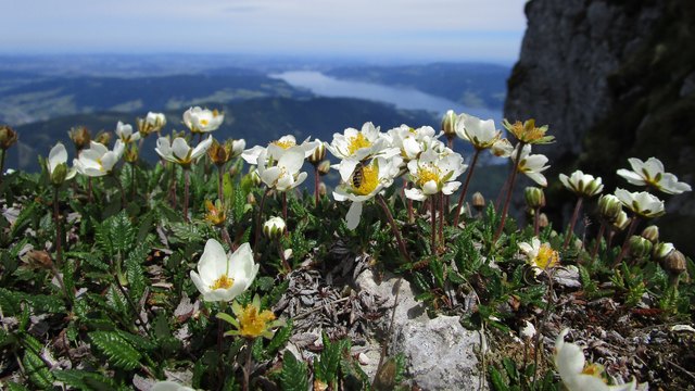 Die Silberwurz-Blüten und die Schwebfliege genießen die Aussicht zum Attersee.