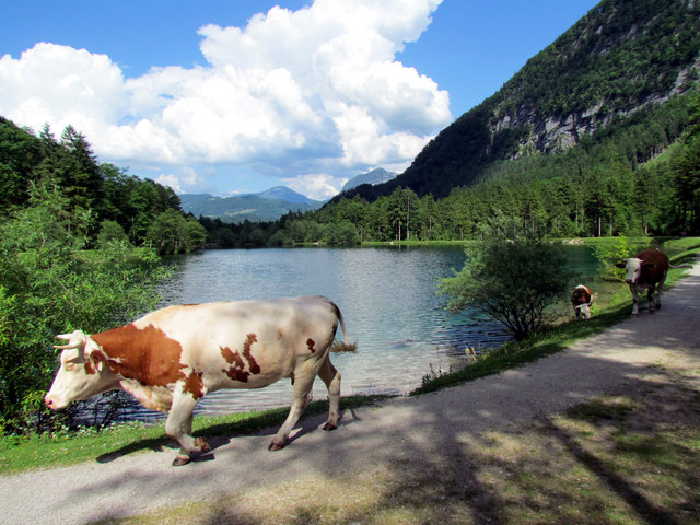 Die Seen im Gollinger Bluntautal sind nicht nur für 2-Beiner ein schöner Spaziergang