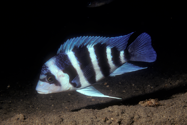 Ein recht großer Maulbrüter im Tanganjikasee, der CYPHOTILAPIA, kommt in Tiefen ab 30m vor und wird noch bei über 100m Tiefe gesehen.
