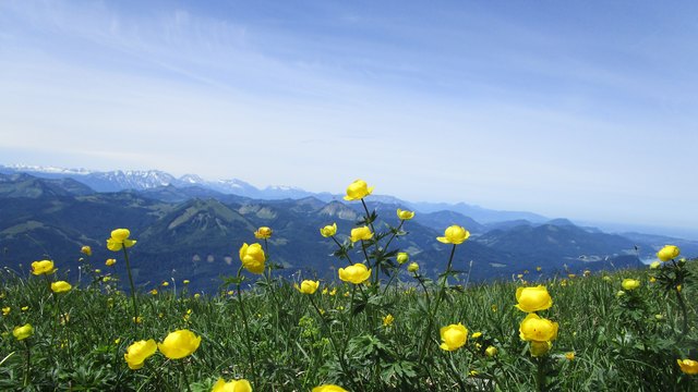 Überall blühen die Trollblumen.