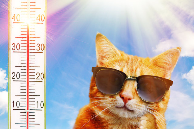 Trotz Hitze cool bleiben? So klappt´s! | Foto: Jürgen Fälchle - Fotolia.com