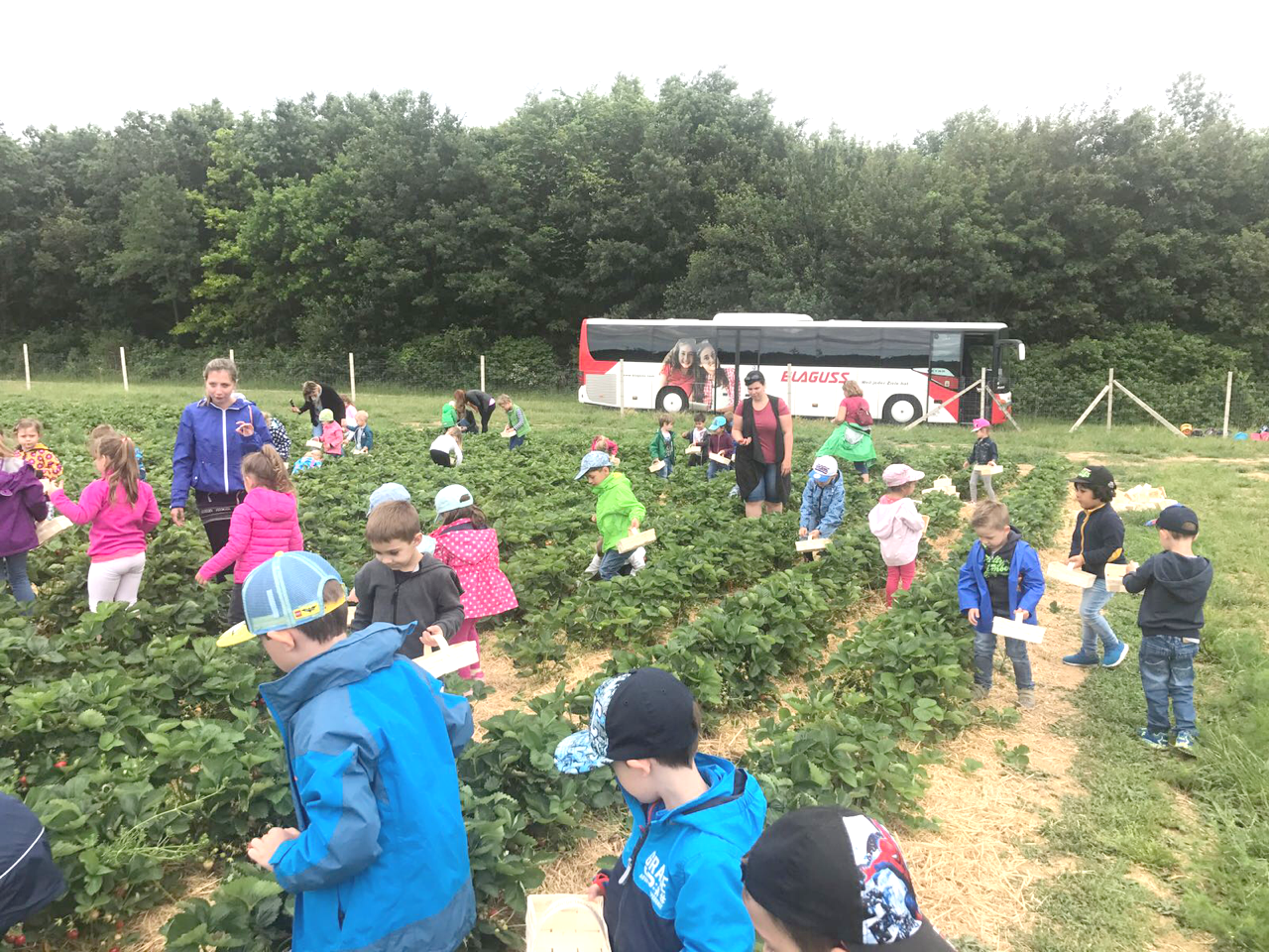 Die Kinder konnten sich am Feld von Obstgarten Koch frei bewegen und wurden mit süßen Erdbeeren belohnt.