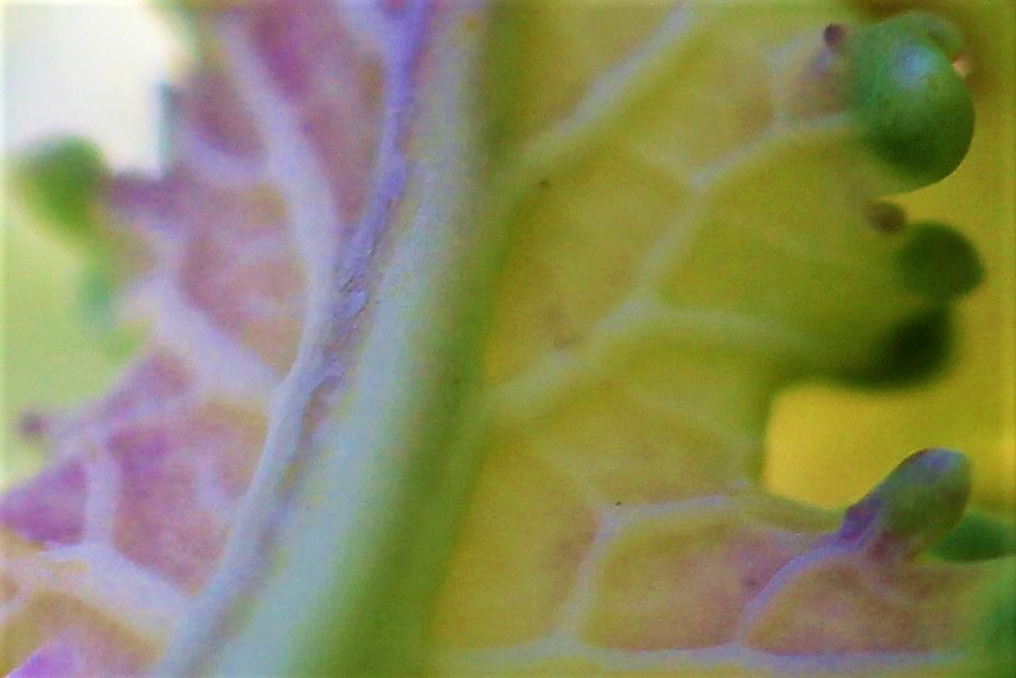 Rätsel Wem gehört dieses Blatt Enns