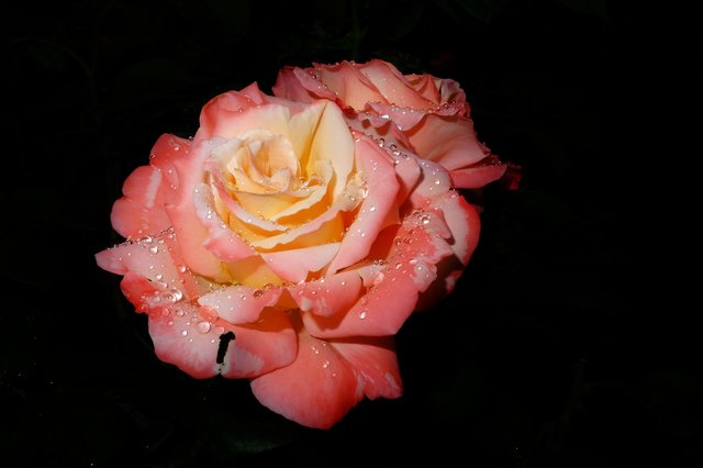 Rose mit Regentropfen