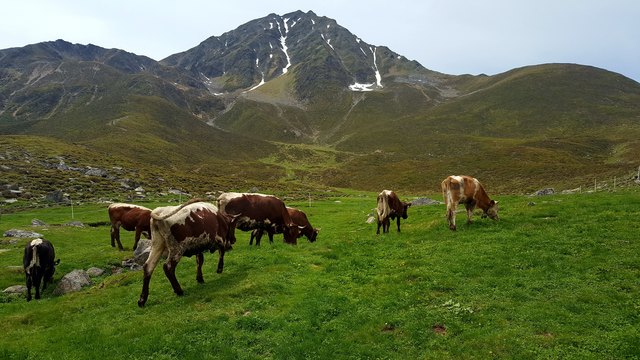 Herrliches Sommerleben auf den Bergwiesen... Diese Kühe genießen das frische Grün vor dem imposanten  Roßkogel