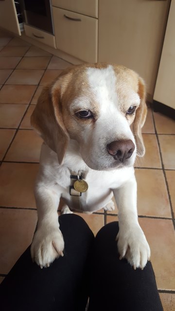 Dieser Augenaufschlag von Beagle Johnny muss einfach belohnt werden...