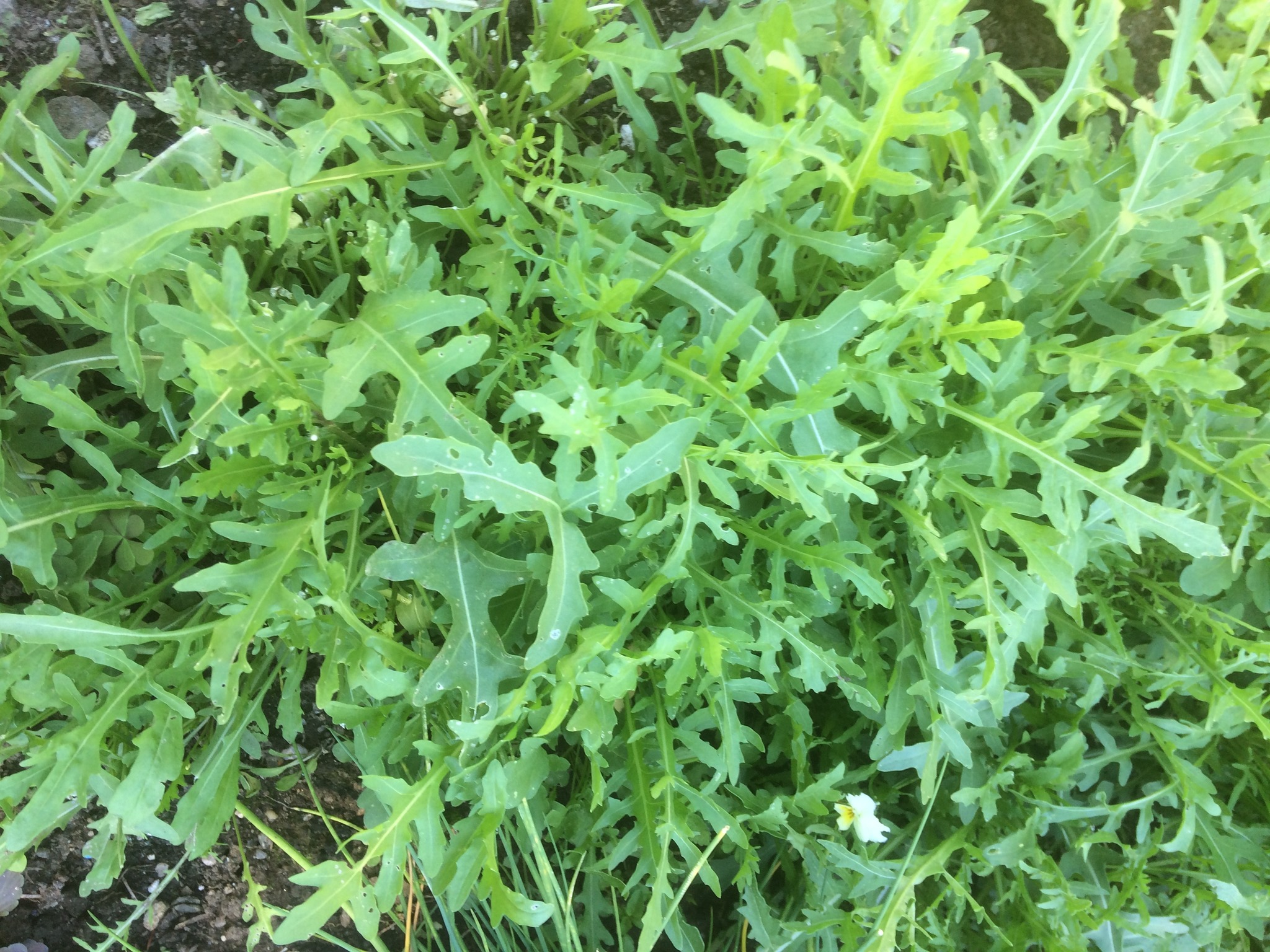Frischer Ruccola im Garten Feldkirchen