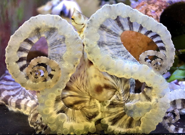 Hier ahmt der Oktopus die Brille seines menschlichen Betreuers nach. | Foto: Daniel Abed
