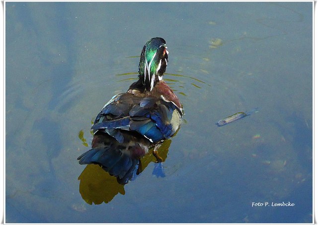 Den Namen dierser schönen Ente hatte ich mir nicht gemerkt.