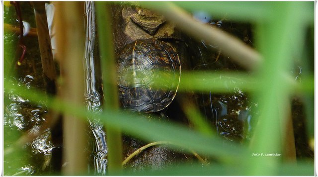 kaum zu sehen war diese Sumpfschildkröte