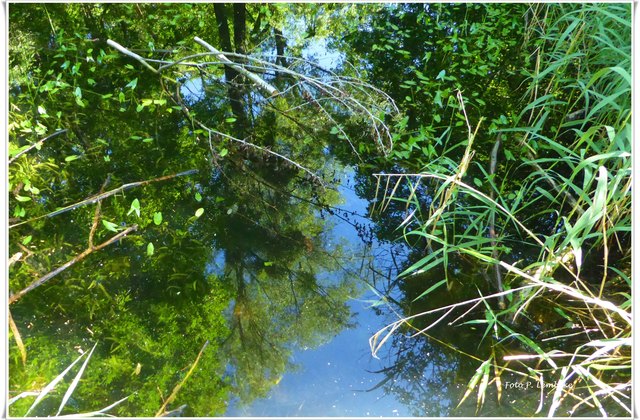 Das Foto steht nicht kopf. Der Baum spiegelt sich im Wasser.