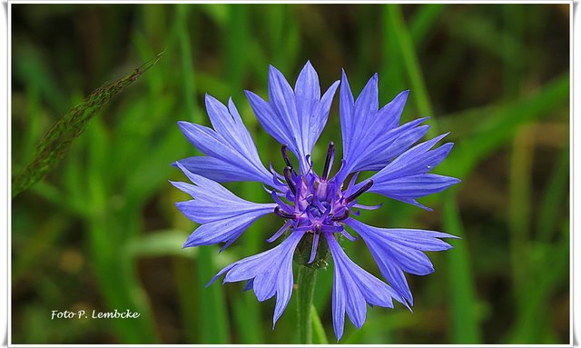 Hier wachsen noch Kornblumen