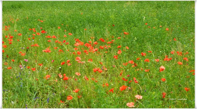 DieMohnblumen blühen prächtig.