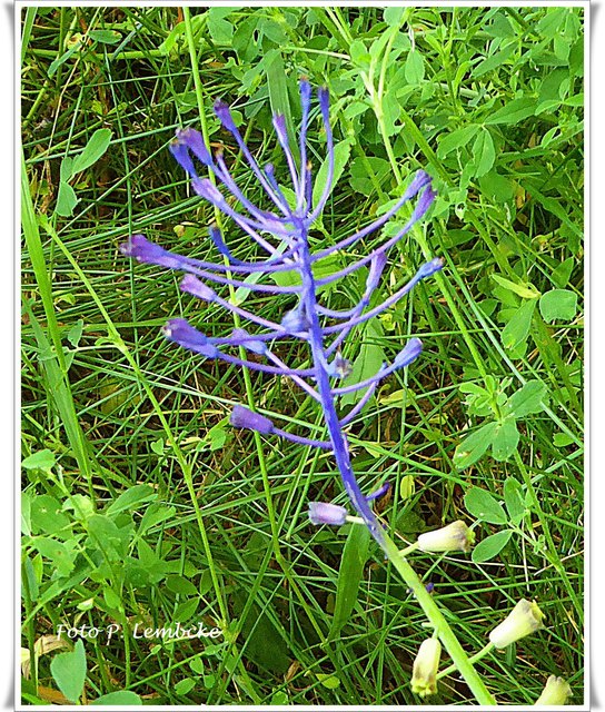 So eine Pflanze sah ich noch nie. Es ist eine Schopftraubenhyazinte. Danke an Grete und Birgit für den Namen.