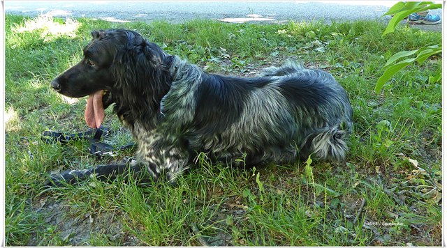 Auch dem Münsterländer Arro von Herrn Berthold war heiß